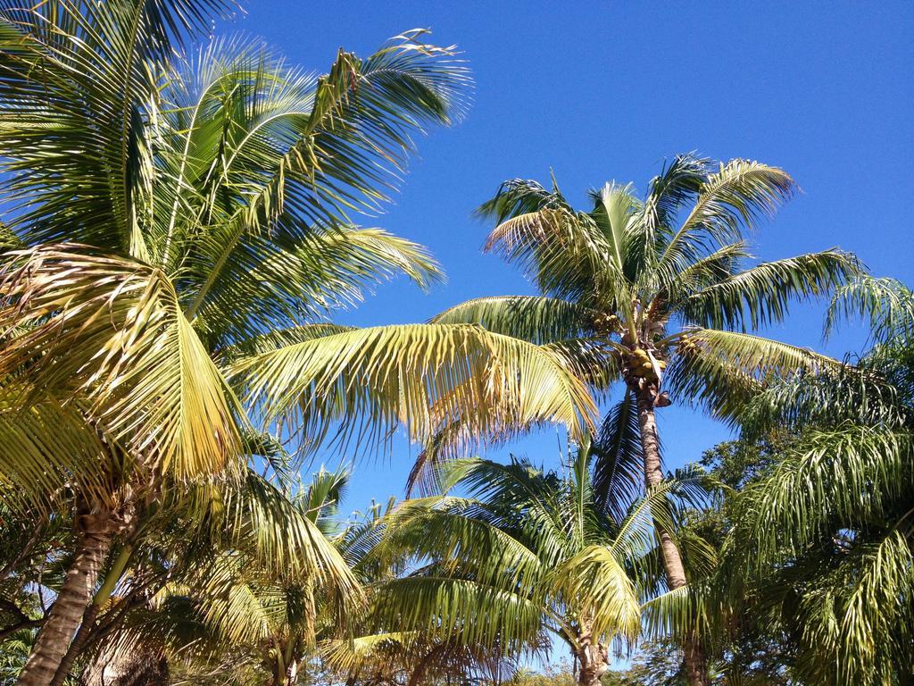 The Pelican Key Largo Cottages מראה חיצוני תמונה